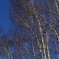 2013　tashiro