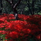 窪野の彼岸花