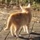 午後の子猫