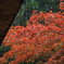 雨の紅葉
