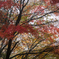 静寂の紅に包まれて