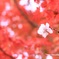 紅葉と桜