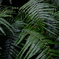 Fern