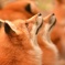 キツネの兄弟