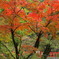 紅い吊り橋