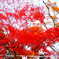 momiji