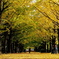 Yellow Road