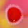Pollen