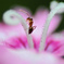 A worker ant