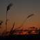 ・紅い夕焼　と　すすき・