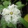 カラスウリの花