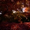紅の集会