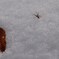 雪と小蜘蛛