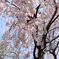 ...ふぁーと　京都御苑の桜