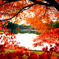 『紅葉満開』