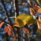 もうすぐ紅葉ですねー。