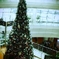 2013　HANEDA  AIRPORT    Xmasツリー