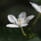 セイロン・ライティア(Ceylon wrightia)　２