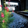 It blooms along the railroad -Ⅱ-