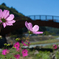 木曽の大橋と秋桜