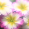プリムラ