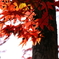日光の紅葉