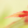 Lime Red