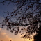 Autumn Suset