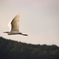 白鷺‐飛行‐