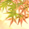 和歌山城　紅葉　もみじ　