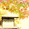和歌山城　紅葉渓庭園　紅葉