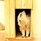 和歌山城　動物園　ミーアキャット