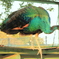 和歌山城　動物園　くじゃく　