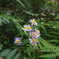 紫色に咲く花