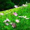 秋桜