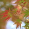 紅葉のはじまり