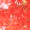 もみじ