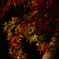 漆黒の紅葉
