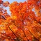紅葉 in 常寂光寺