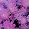 笠間の菊1