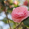 camellia