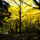 Golden forest