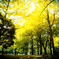 Golden forest 2