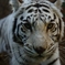 White Tiger