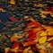 As dead leaves