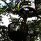 TREE HOUSE☆