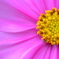 花の中で輝く☆