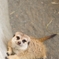 ミーアキャット