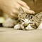 ねこ