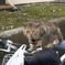 野良猫